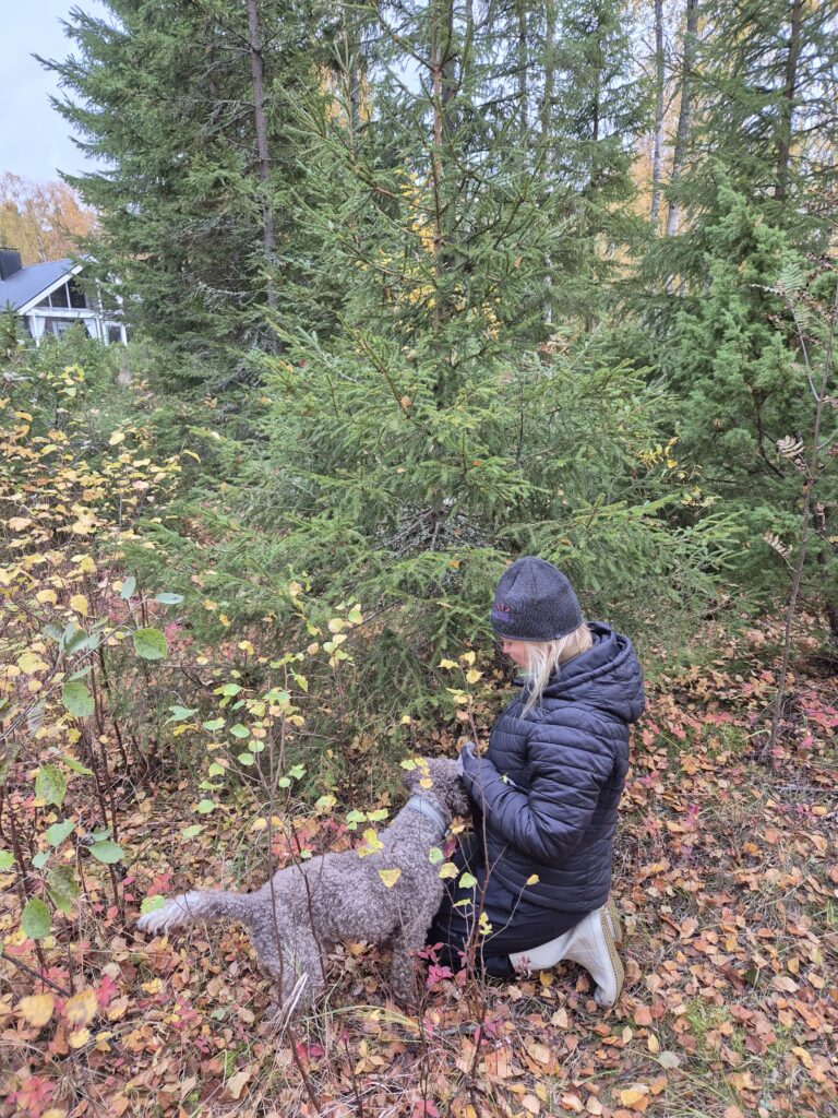 Tryffelikoira etsinnässä