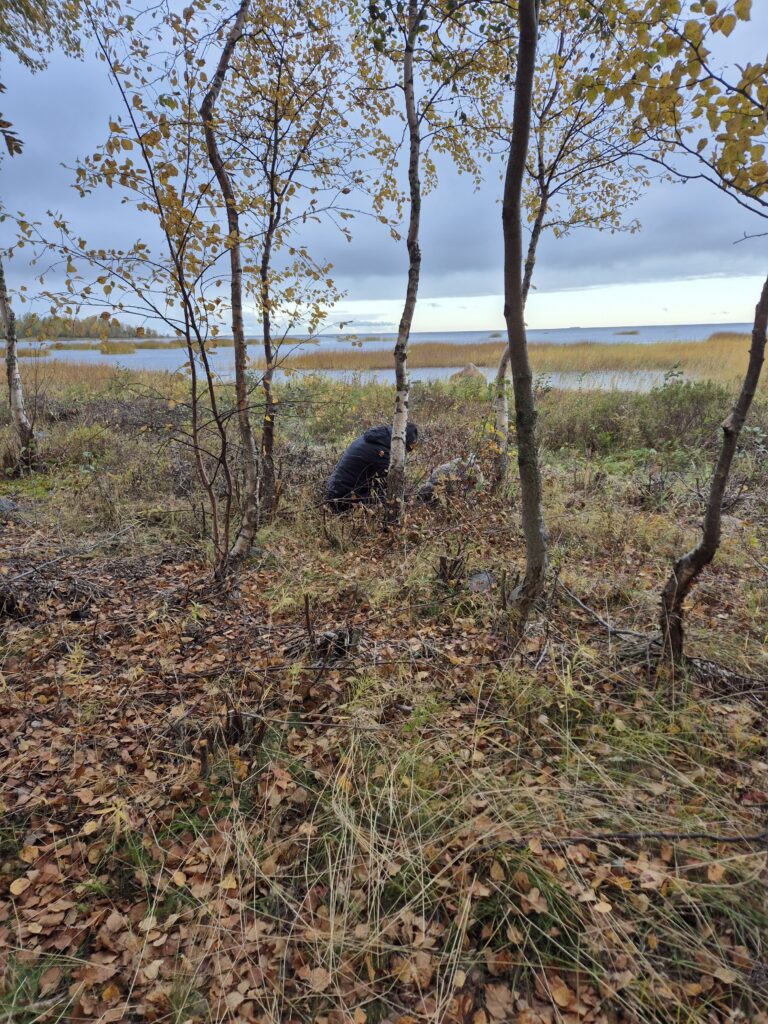 Tryffelikoira maastossa