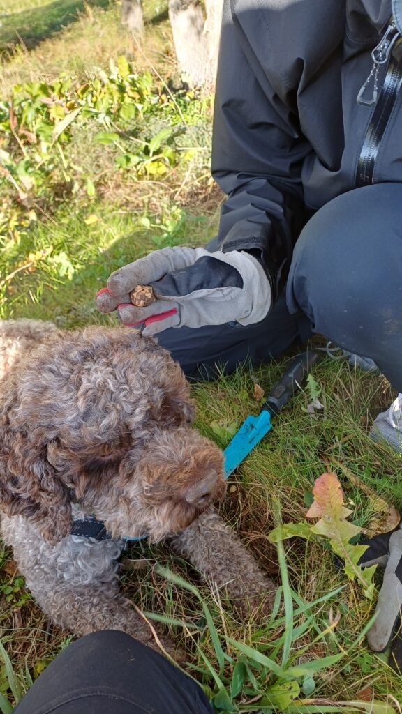 Tryffelikohde suomalaisessa metsässä