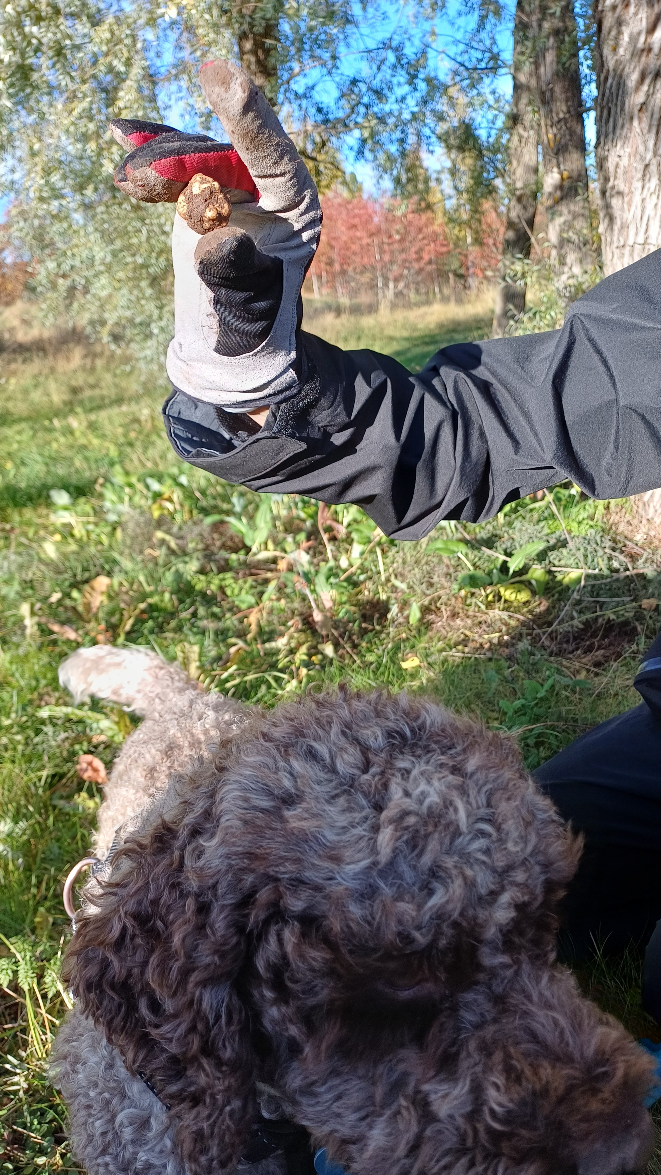 Tryffelikoira löytöhetkessä